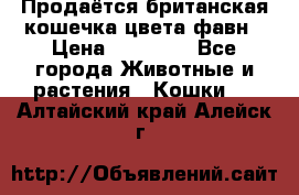 Продаётся британская кошечка цвета фавн › Цена ­ 10 000 - Все города Животные и растения » Кошки   . Алтайский край,Алейск г.